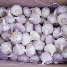 Frische neue Ernte Normaler weißer Knoblauch für Brasilien Markt